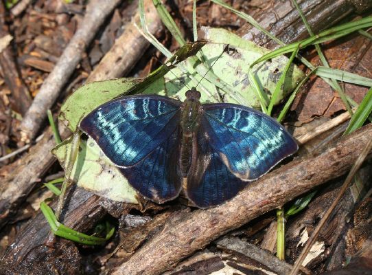 Euriphene lomaensis male UPS